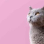 Featured image placeholder 16:9